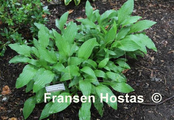 Hosta Yakushima Mizu